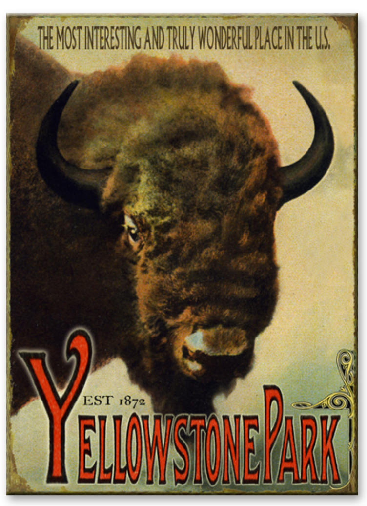 Buffalo Yellowstone Park
