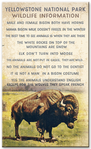 Yellowstone National Park Wildlife