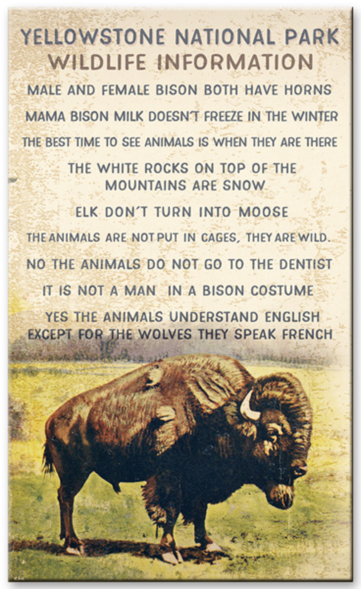Yellowstone National Park Wildlife