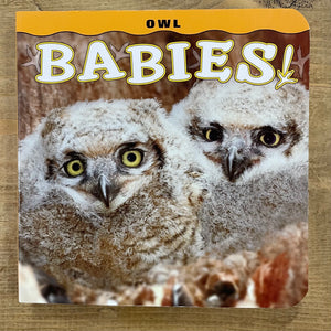 OWL BABIES!