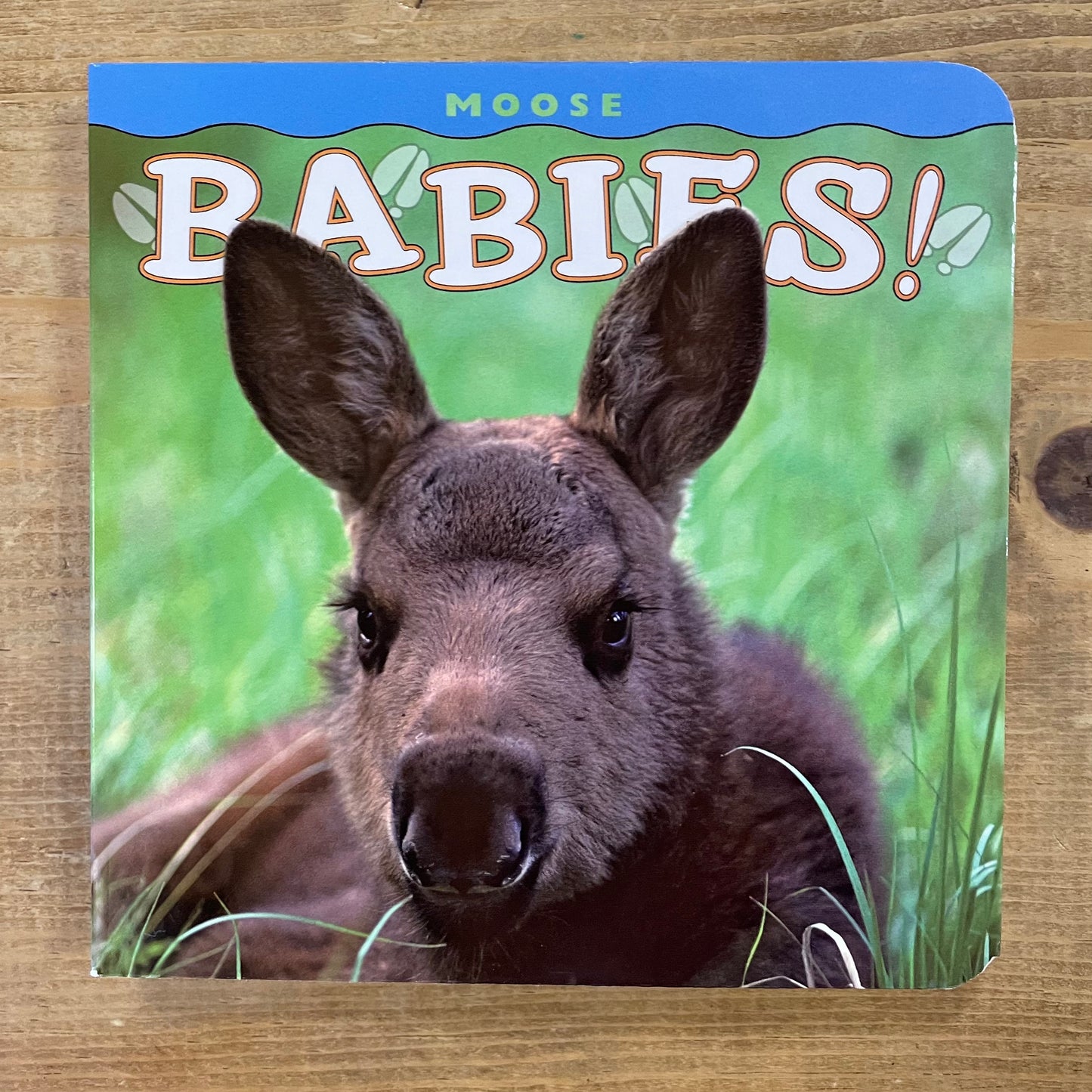 MOOSE BABIES!