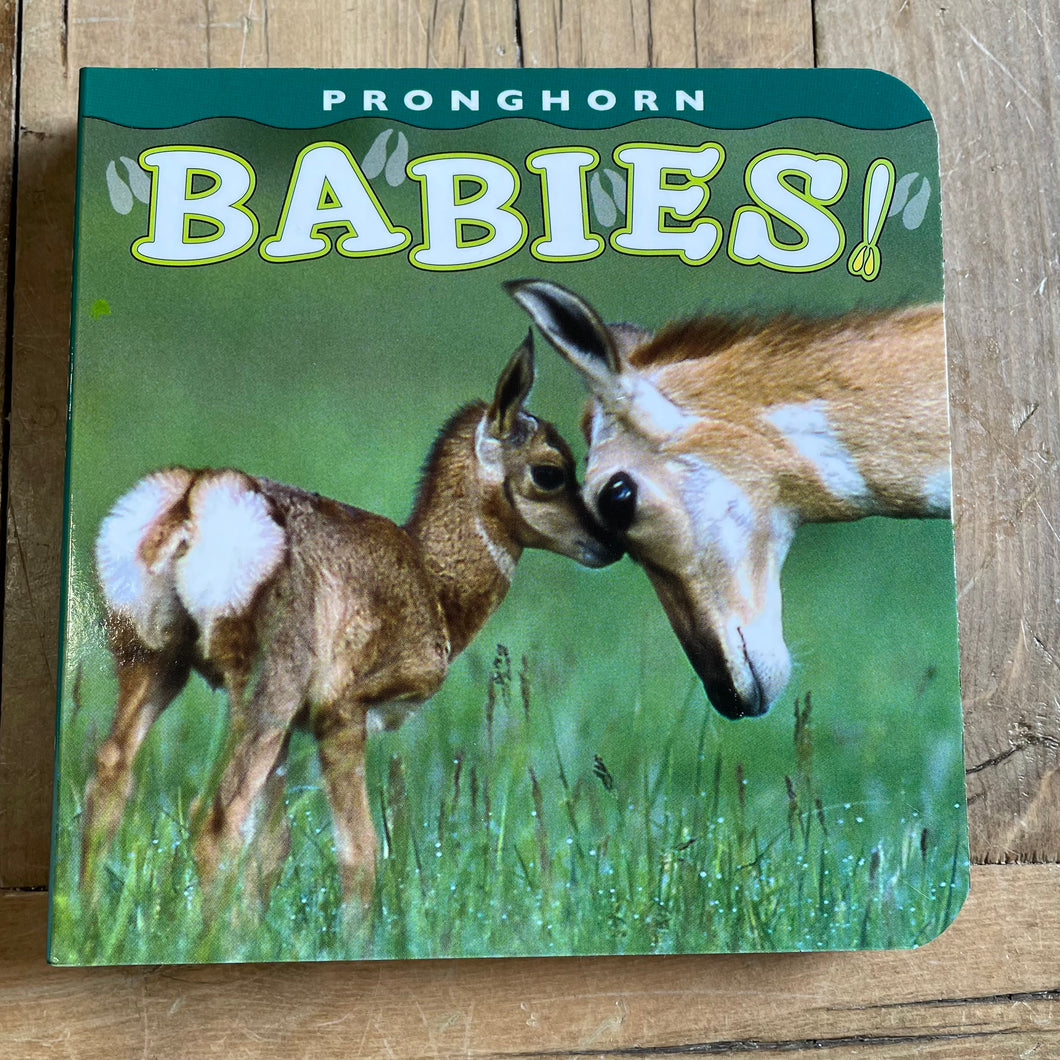 PRONGHORN BABIES!