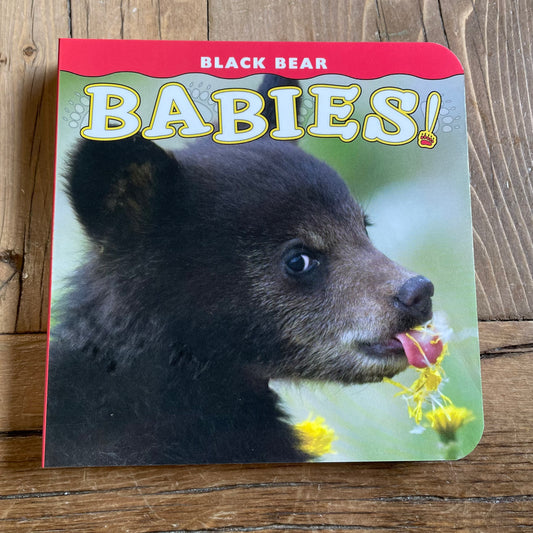 BLACK BEAR BABIES!