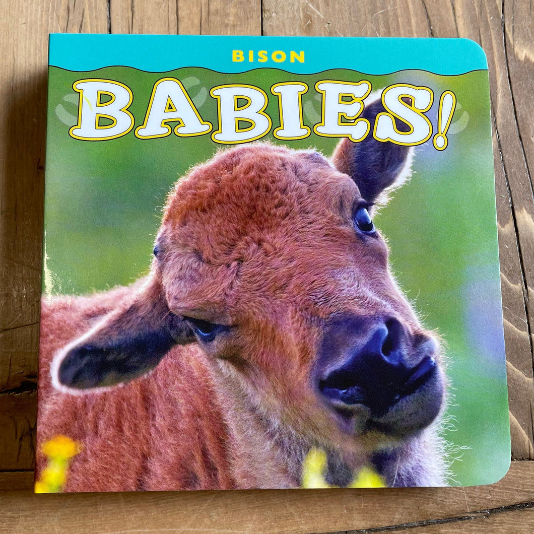 BISON BABIES!