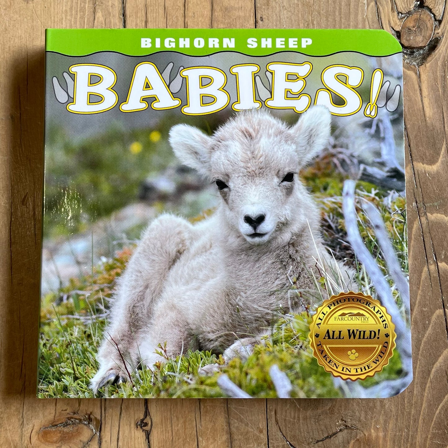 BIGHORN SHEEP BABIES!