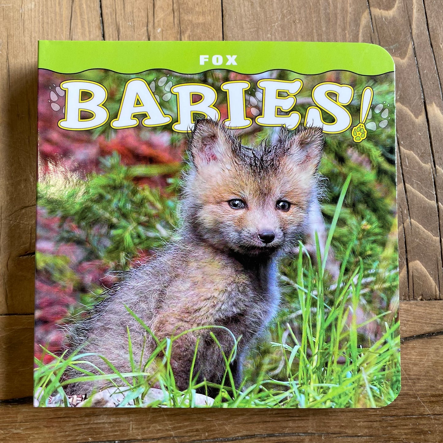 FOX BABIES!