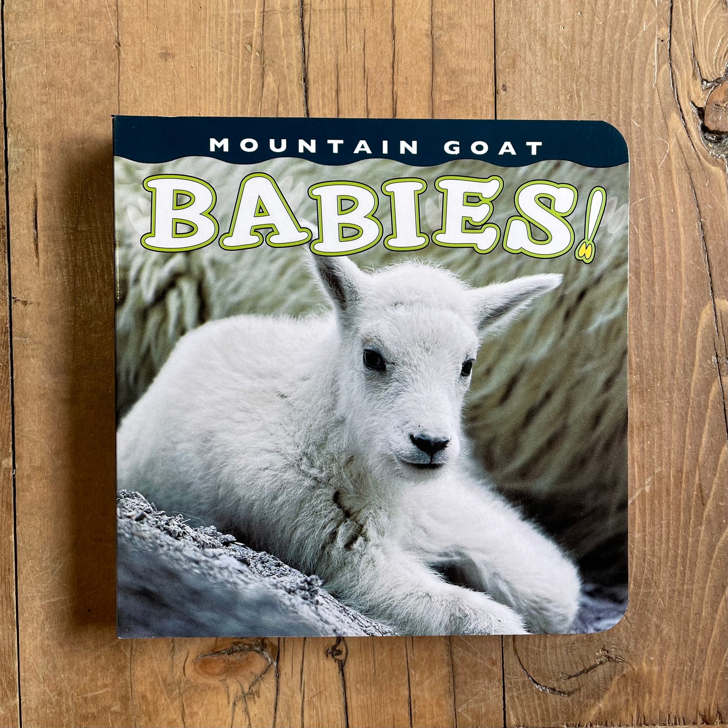 MOUNTAIN GOAT BABIES!